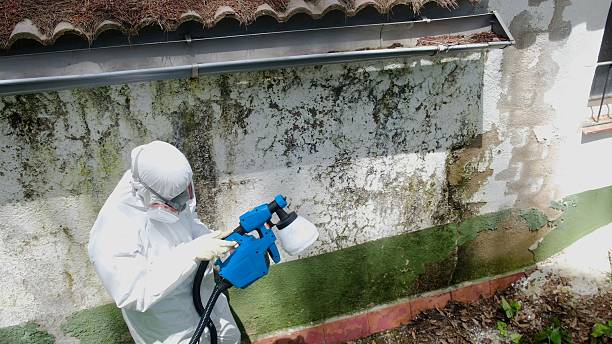 Top rated local Attic Mold Remediation specialists in Maplewood, WA